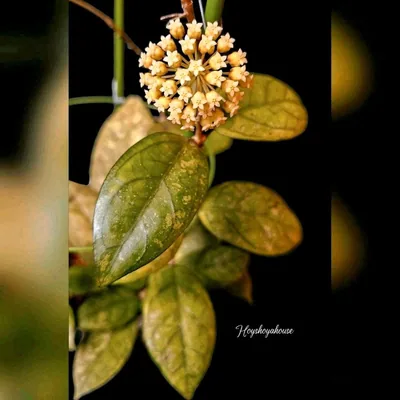 Hoya incrassata x Finlaysonii (Big Green Leaves)