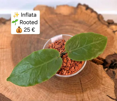 Hoya inflata