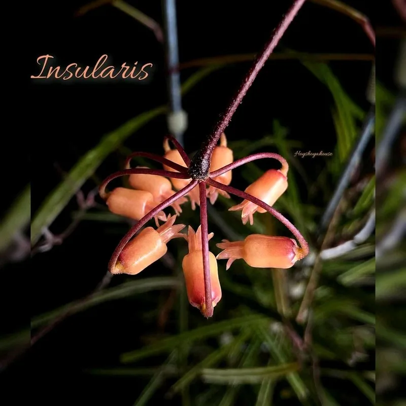 Hoya insularis – Mutterpflanze