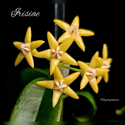 Hoya irisiae
