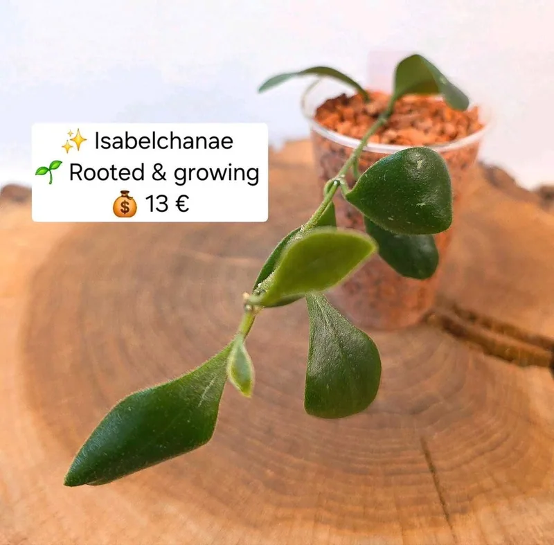 Hoya isabelchanae – Mutterpflanze