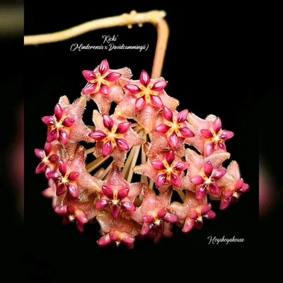 Hoya 'Kicki' (Mindorensis x Davidcummingii)