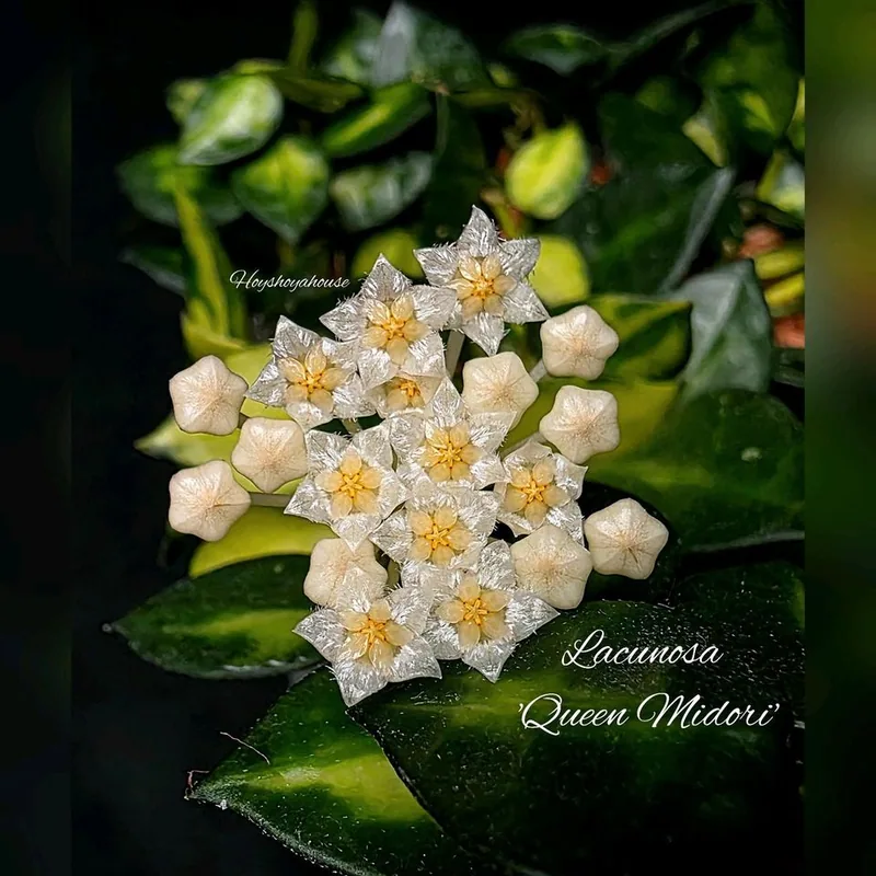 Hoya lacunosa Queen Midori – Mutterpflanze