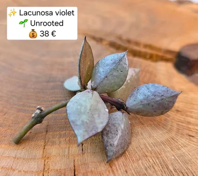 Hoya lacunosa Violet