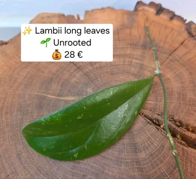 Hoya lambii Long Leaves / Leaf