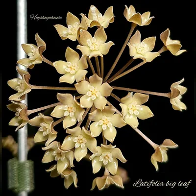 Hoya latifolia BIG Leaf