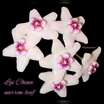 Hoya LYI China Narrow Leaf