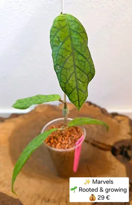 Hoya 'Marvels'