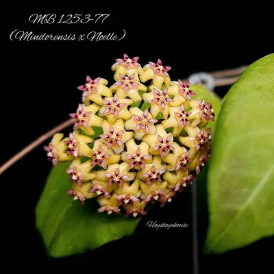 Hoya MB 1253-77 (Mindorensis x Noelle)