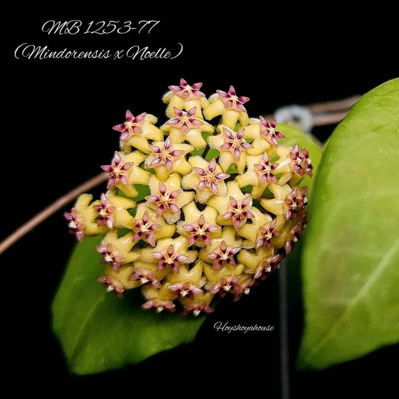 Hoya MB 1253-77 (Mindorensis x Noelle) – Mutterpflanze