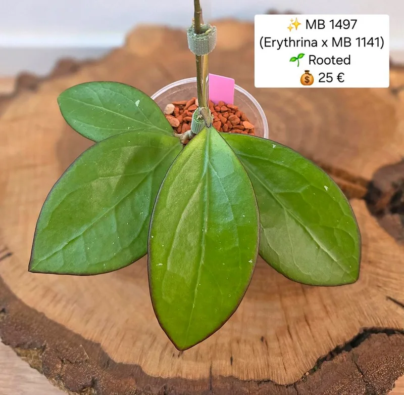 Hoya MB 1497 (Erythrina x MB 1141) Bew. O. – Mutterpflanze
