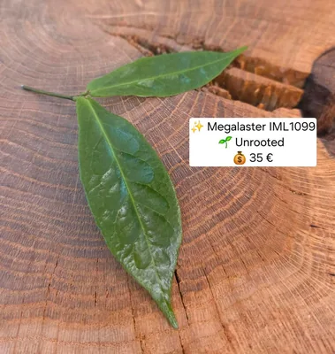 Hoya megalaster IML1099
