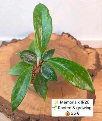 Hoya memoria x Collina IR26