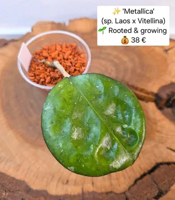 Hoya metallica (sp. Laos x Vitellina)