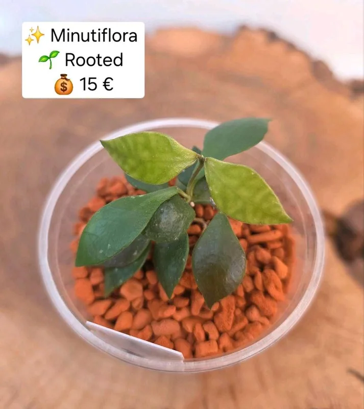 Hoya minutiflora – Mutterpflanze