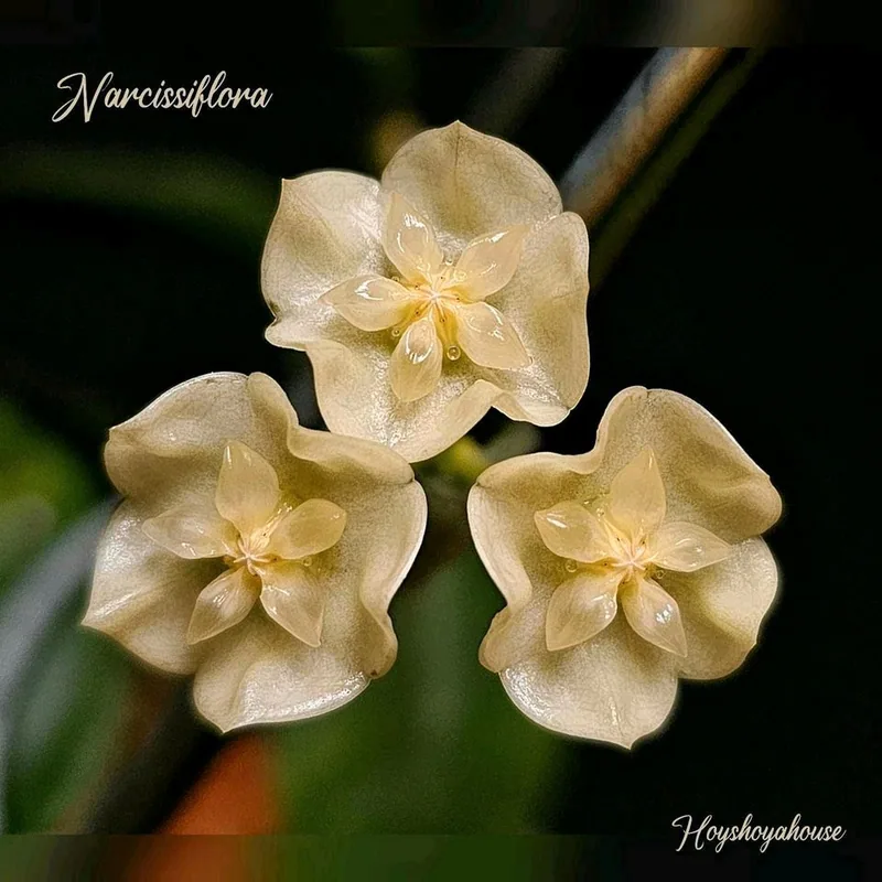 Hoya narcissiflora – Mutterpflanze