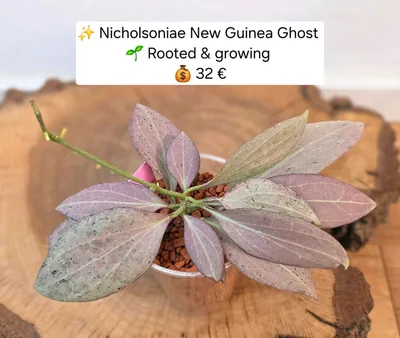 Hoya nicholsoniae NEW Guinea Ghost