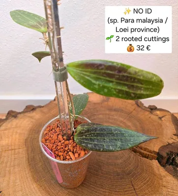 Hoya no ID / sp. Para Malaysia (Evtl. Loei Province)