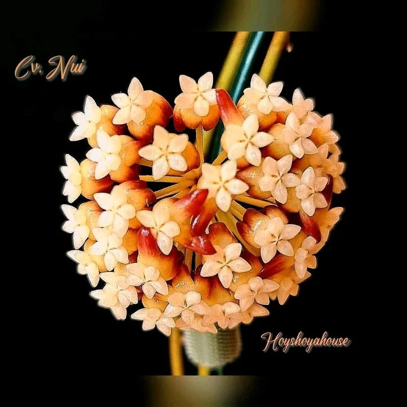 Hoya 'NUI' – Mutterpflanze