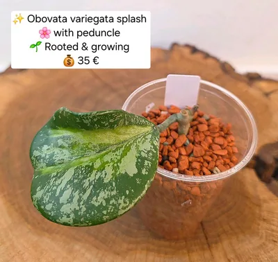 Hoya obovata Variegata Splash + Pedunkel