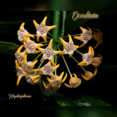 Hoya occultata Splash Yellow
