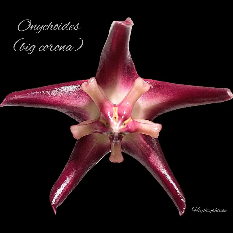 Hoya onychoides BIG Corona – Mutterpflanze