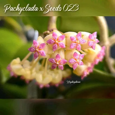 Hoya pachyclada x Seeds 023