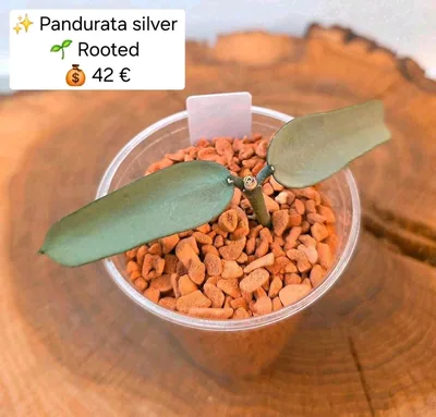 Hoya pandurata Silver