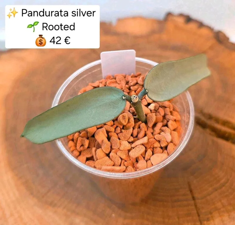 Hoya pandurata Silver – Mutterpflanze