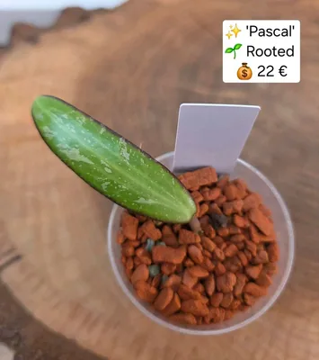 Hoya 'Pascal'