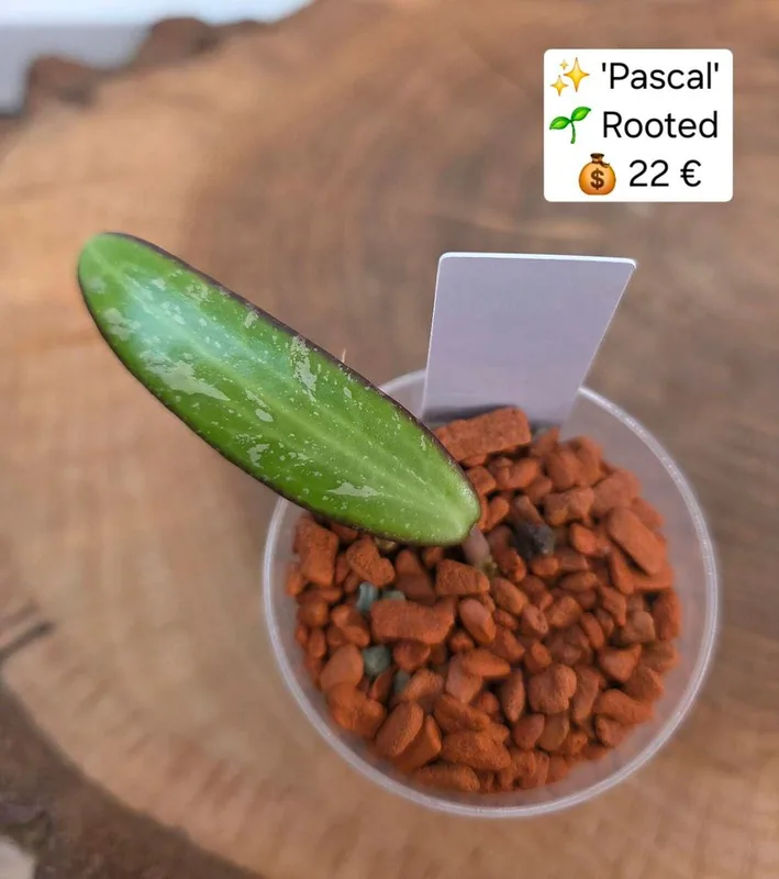 Hoya 'Pascal' – Mutterpflanze