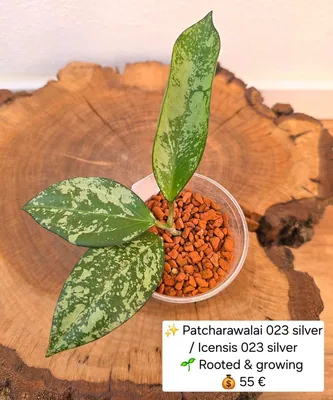 Hoya patcharawalai 023 Splash / Silver (ex. Icensis)