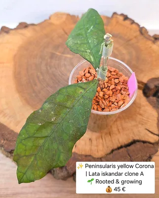 Hoya peninsularis Yellow Corona / Lata Iskandar Clone A