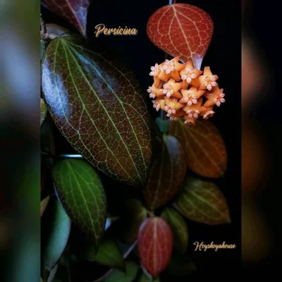 Hoya persicina