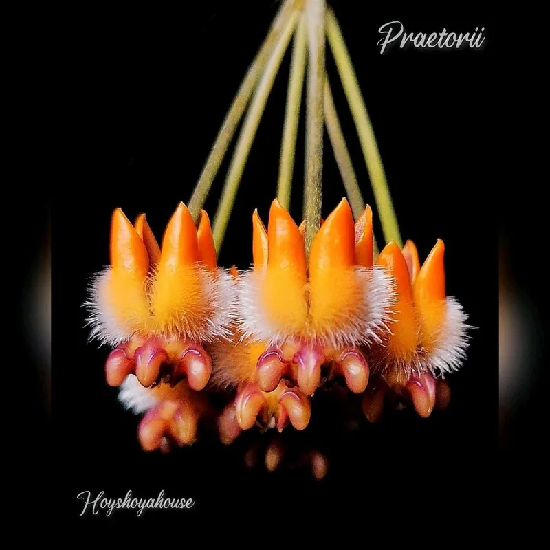Hoya praetorii – Mutterpflanze
