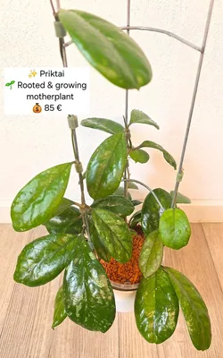 Hoya priktai