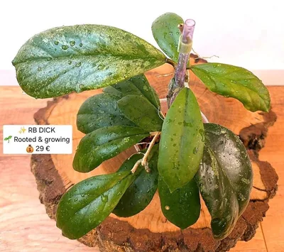 Hoya RB Dick
