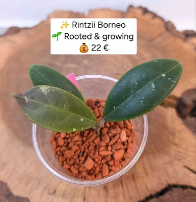 Hoya rintzii Borneo
