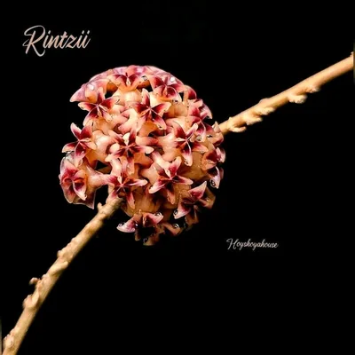 Hoya rintzii