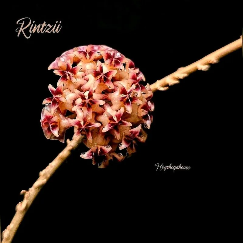 Hoya rintzii – Mutterpflanze