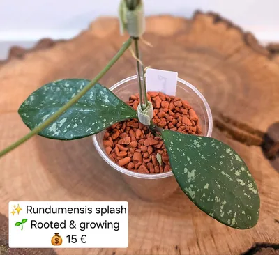 Hoya rundumensis Splash