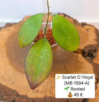 Hoya scarlet O 'Hoya' (MB1594-A)