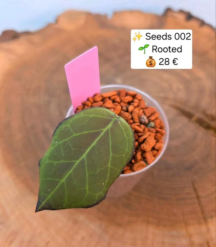 Hoya seeds 002 – Mutterpflanze