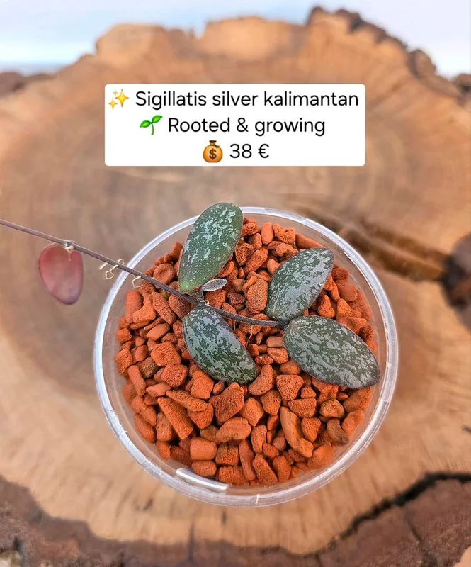 Hoya sigillatis Silver Kalimantan – Mutterpflanze