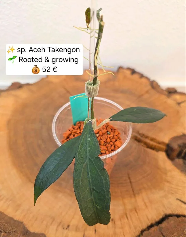Hoya sp. Aceh Takengon – Mutterpflanze