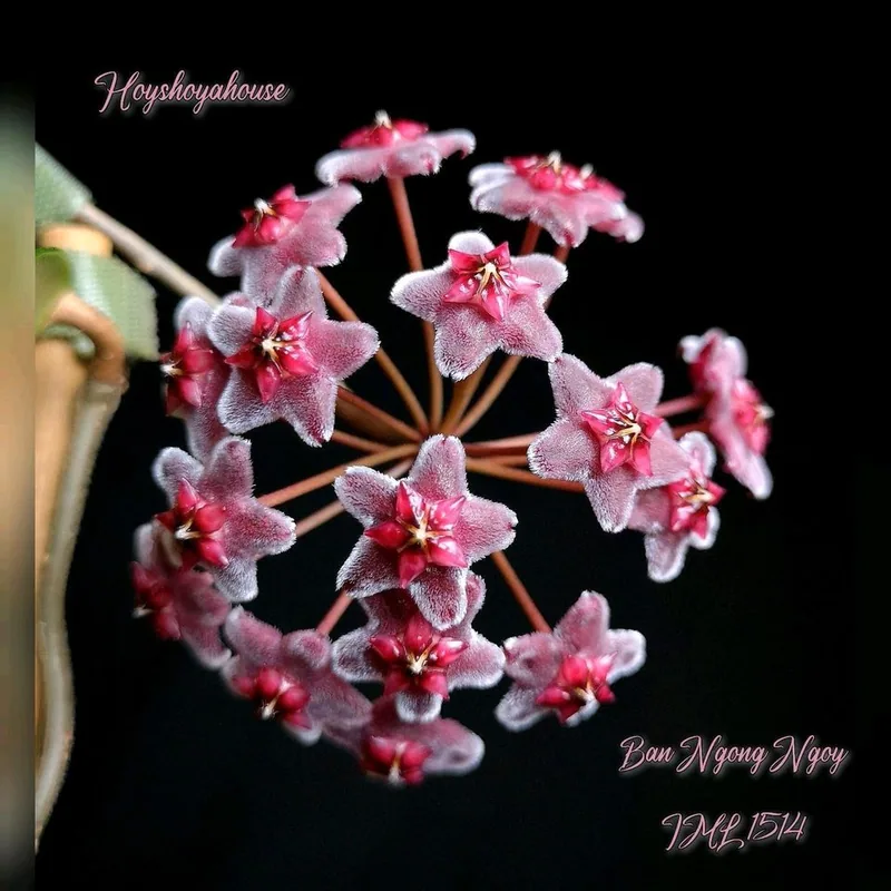 Hoya sp. BAN Ngong Ngoy IML 1514 – Mutterpflanze