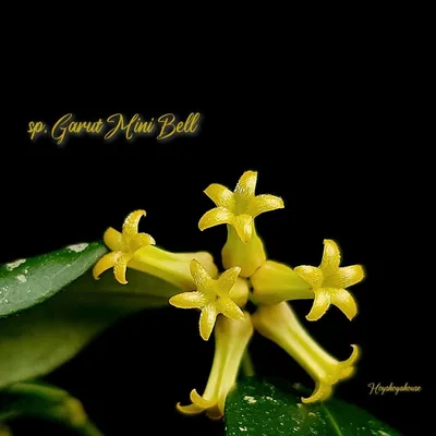 Hoya sp. Garut Mini Bell