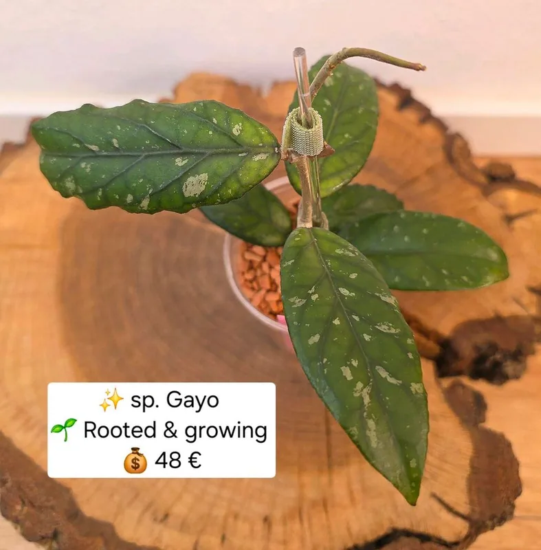 Hoya sp. Gayo – Mutterpflanze