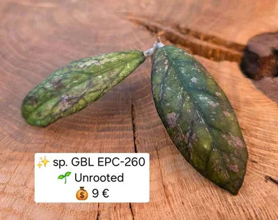 Hoya sp. GBL EPC 260
