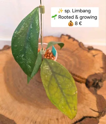 Hoya sp. Limbang